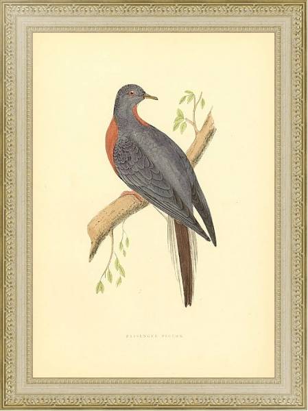 Постер Passenger Pigeon с типом исполнения Акварель в раме в багетной раме 484.M48.725