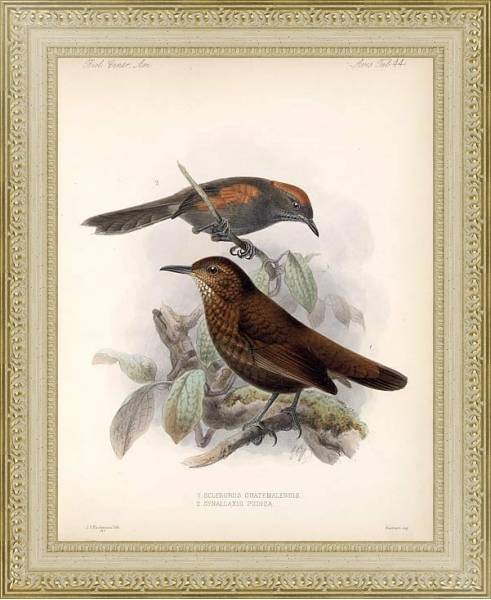 Постер Птицы J. G. Keulemans №46 с типом исполнения Акварель в раме в багетной раме 484.M48.725