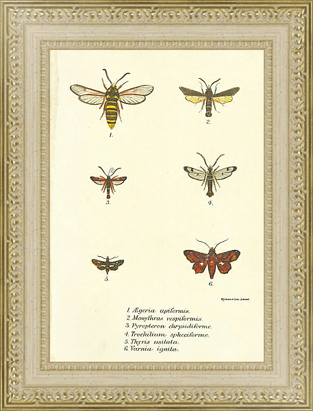 Постер Aegeria apiformis 1 с типом исполнения Акварель в раме в багетной раме 484.M48.725