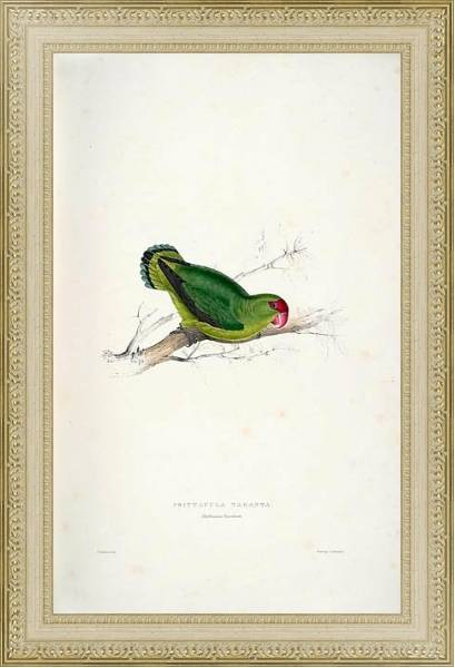 Постер Parrots by E.Lear  #36 с типом исполнения Акварель в раме в багетной раме 484.M48.725