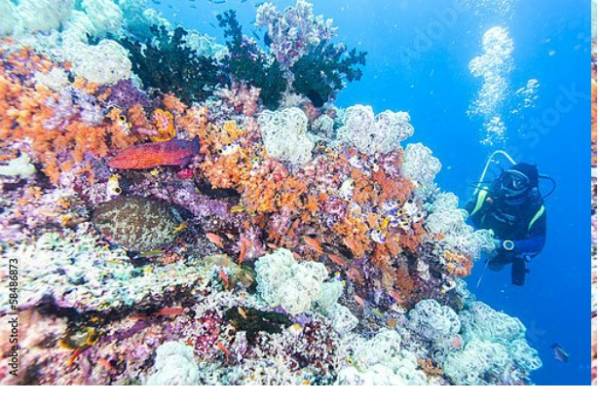 Постер Дайвер на коралловом рифе с типом исполнения На холсте без рамы
