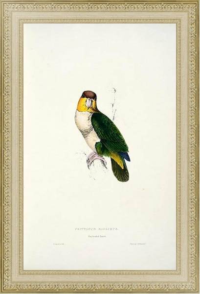 Постер Parrots by E.Lear  #38 с типом исполнения Акварель в раме в багетной раме 484.M48.725