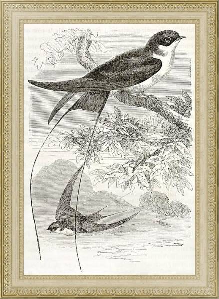 Постер Wire-tailed Swallow old illustration (Hirundo smithii). Created by Kretschmer, published on Merveill с типом исполнения Акварель в раме в багетной раме 484.M48.725