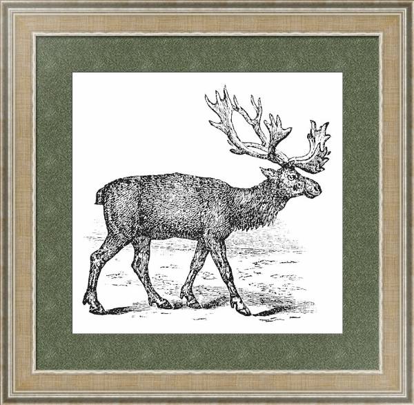 Постер Reindeer or Rangifer tarandus vintage engraving с типом исполнения Акварель в раме в багетной раме 485.M40.584