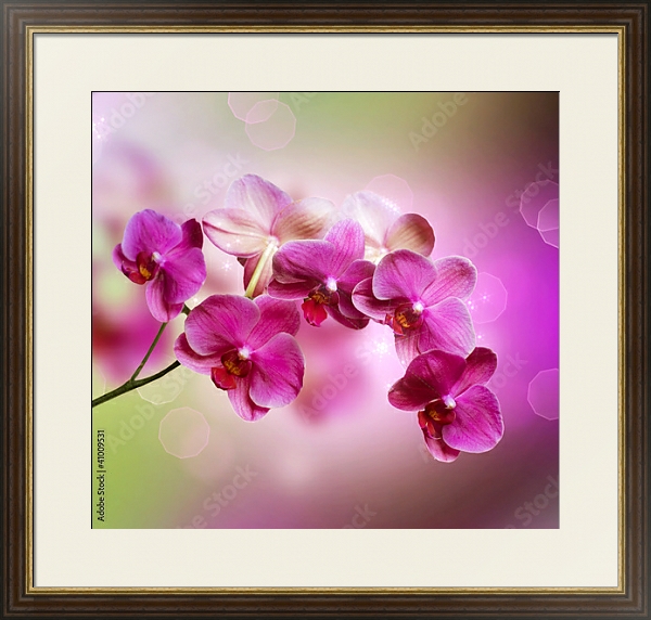 Постер Орхидеи 2 с типом исполнения Под стеклом в багетной раме 1.023.036