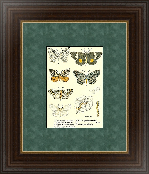 Постер Acropteris strialaria с типом исполнения С оформлением в багетной раме 1.023.151