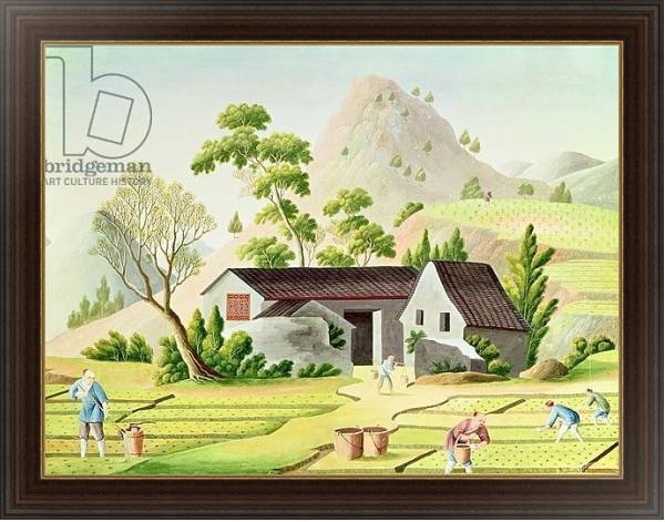 Постер Peasants in the Paddy Fields с типом исполнения На холсте в раме в багетной раме 1.023.151