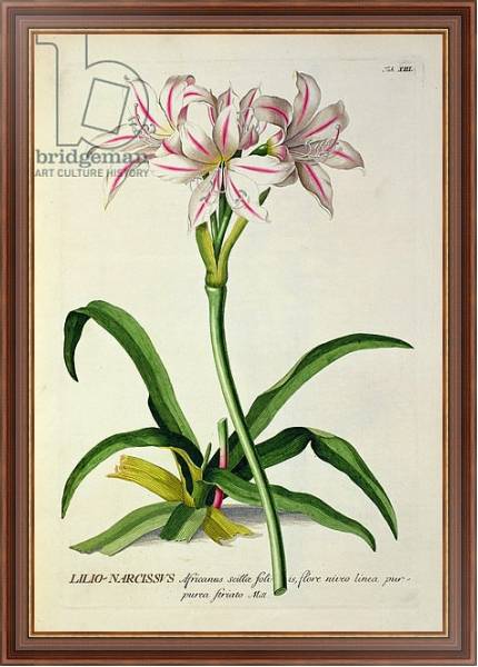 Постер Lilio-Narcissus, Africanus, from 'Plantae Selectae' by Christoph Jakob Trew, published 1750-73 с типом исполнения На холсте в раме в багетной раме 35-M719P-83