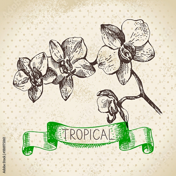 Постер Иллюстрация с веткой орхидеи с типом исполнения На холсте без рамы