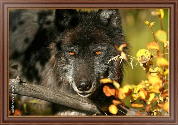 Постер Черный волк с золотыми глазами с типом исполнения На холсте в раме в багетной раме 35-M719P-83