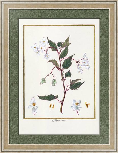 Постер Begonia hirta с типом исполнения Акварель в раме в багетной раме 485.M40.584