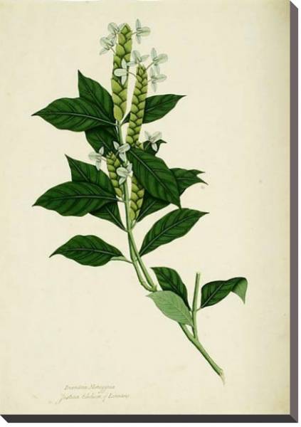 Постер Ecbolium linneanum с типом исполнения На холсте без рамы