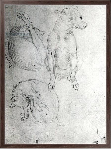 Постер Study of a dog and a cat, c.1480 с типом исполнения На холсте в раме в багетной раме 221-02
