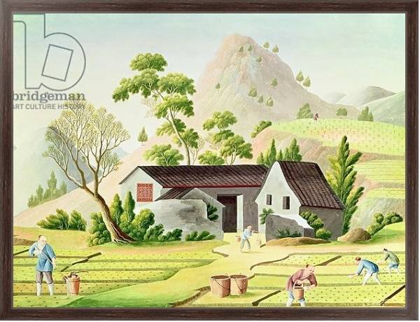 Постер Peasants in the Paddy Fields с типом исполнения На холсте в раме в багетной раме 221-02