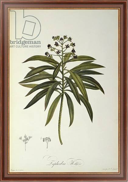 Постер Euphorbia Mellifera, from `Le Jardin de la Malmaison', 1802 с типом исполнения На холсте в раме в багетной раме 35-M719P-83