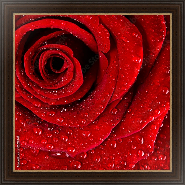 Постер Ярко-красная роза с каплями воды №3 с типом исполнения На холсте в раме в багетной раме 1.023.151