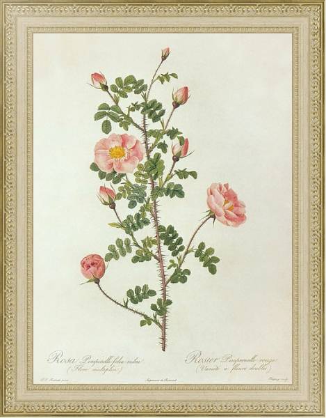 Постер Rosa Pempinellifolia L. 'Double Pink Scotch Briar' с типом исполнения Акварель в раме в багетной раме 484.M48.725