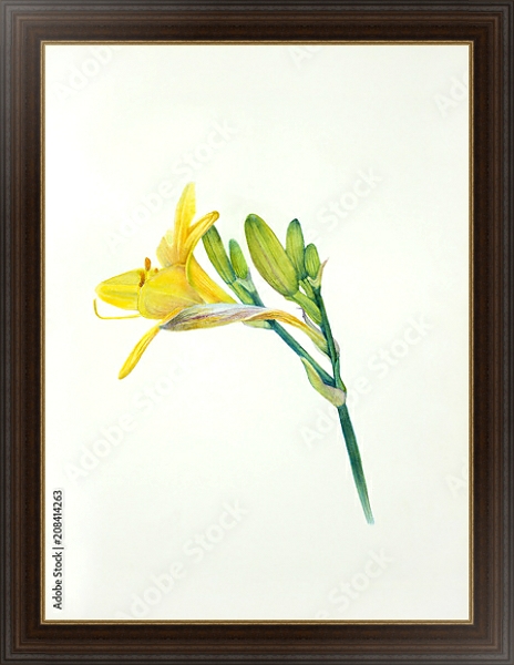 Постер Желтый акварельный цветок лилейника с типом исполнения На холсте в раме в багетной раме 1.023.151