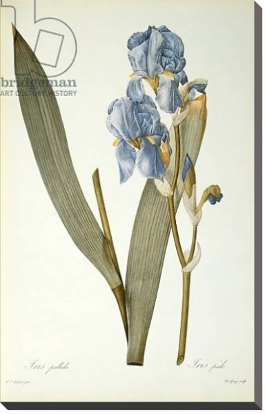 Постер Iris Pallida, from `Les Liliacees', 1812 с типом исполнения На холсте без рамы