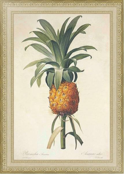 Постер Ananas comosus с типом исполнения Акварель в раме в багетной раме 484.M48.725