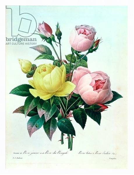 Постер Rosa Lutea and Rosa Indica, from 'Les Choix des Plus Belles Fleurs', 1827 с типом исполнения На холсте в раме в багетной раме 221-03