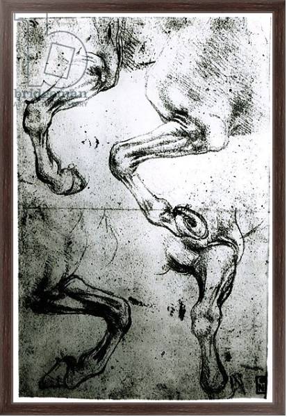 Постер Studies of Horses legs с типом исполнения На холсте в раме в багетной раме 221-02