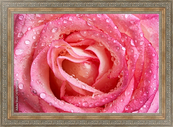 Постер Розовая роза с каплями №2 с типом исполнения На холсте в раме в багетной раме 484.M48.310