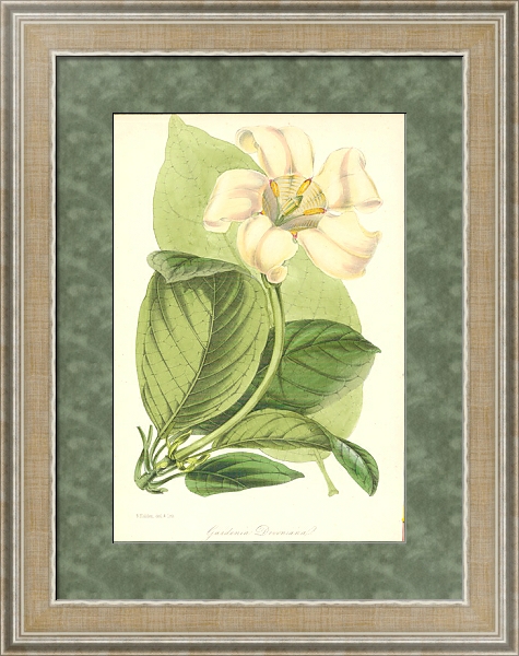 Постер Gardenia Devoniana с типом исполнения Акварель в раме в багетной раме 485.M40.584