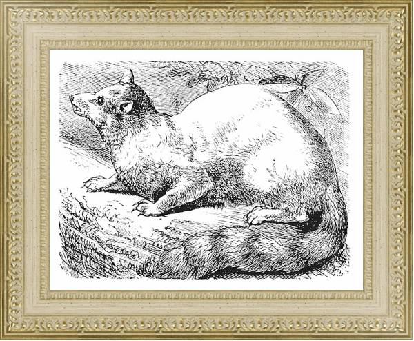Постер Ringtail or Ring-tailed Cat or Bassariscus astutus vintage engraving с типом исполнения Акварель в раме в багетной раме 484.M48.725