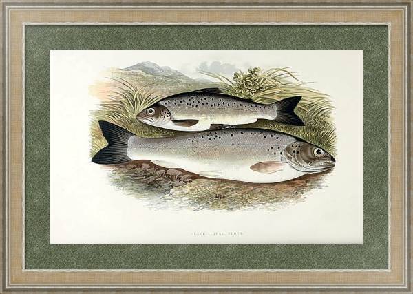 Постер Black-finned trout с типом исполнения Акварель в раме в багетной раме 485.M40.584