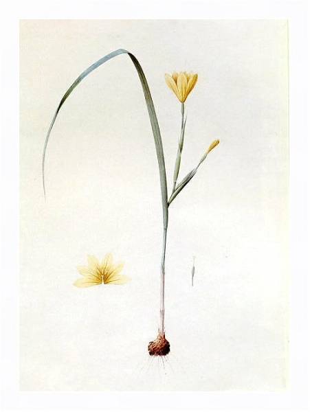 Постер Sisyrinchium collinum с типом исполнения На холсте в раме в багетной раме 221-03