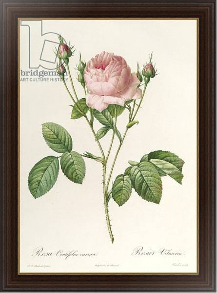 Постер Rosa Centifolia Carnea, from'Les Roses', 19th century с типом исполнения На холсте в раме в багетной раме 1.023.151