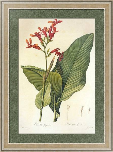 Постер Canna latifolia Mill с типом исполнения Акварель в раме в багетной раме 485.M40.584