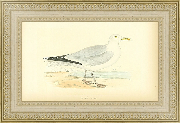 Постер Herring Gull 2 с типом исполнения Акварель в раме в багетной раме 484.M48.725