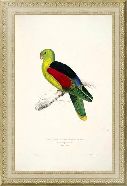 Постер Parrots by E.Lear  #11 с типом исполнения Акварель в раме в багетной раме 484.M48.725
