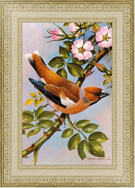 Постер British Birds - Hawfinch с типом исполнения Акварель в раме в багетной раме 484.M48.725