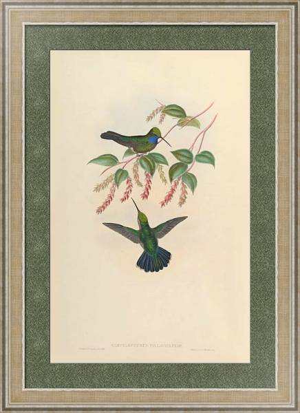Постер Campylopterus Villavicencio с типом исполнения Акварель в раме в багетной раме 485.M40.584
