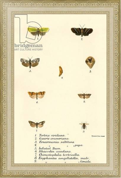 Постер Butterflies 99 с типом исполнения Акварель в раме в багетной раме 484.M48.725