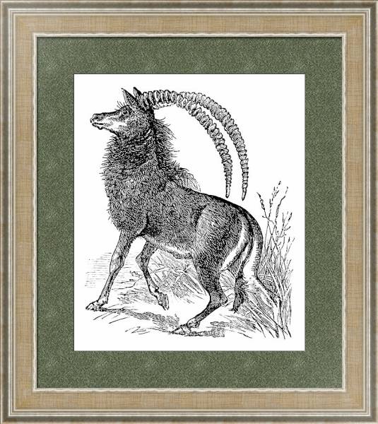 Постер Sable antelope, aigocerus niger or hippotragus niger vintage engraving. с типом исполнения Акварель в раме в багетной раме 485.M40.584