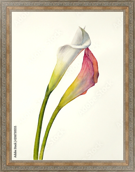 Постер Два акварельных цветка калла с типом исполнения На холсте в раме в багетной раме 484.M48.310