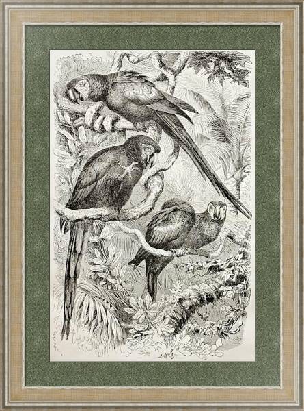 Постер Scarlet Macaw (Ara macao). Created by Kretschmer and Schmid, published on Merveilles de la Nature, B с типом исполнения Акварель в раме в багетной раме 485.M40.584