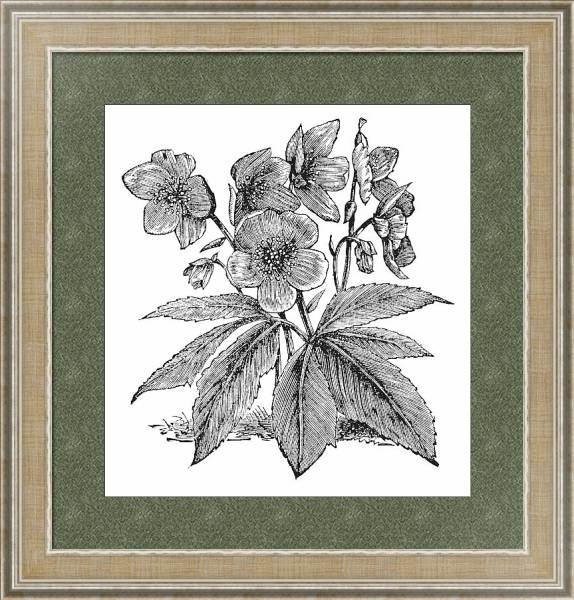 Постер Black Hellebore or Christmas Rose or Helleborus niger, vintage engraving с типом исполнения Акварель в раме в багетной раме 485.M40.584