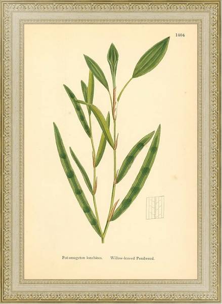 Постер English Botany №229 с типом исполнения Акварель в раме в багетной раме 484.M48.725