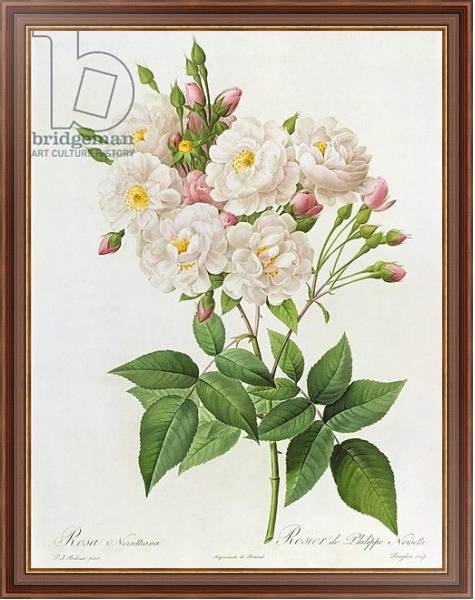 Постер Rosa Noisettiana, from'Les Roses', 19th century 9coloured engraving) с типом исполнения На холсте в раме в багетной раме 35-M719P-83