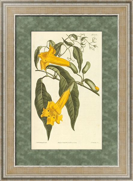 Постер Bignonia Uncata. Hooked-Tendrilled Trumpet-Flower с типом исполнения Акварель в раме в багетной раме 485.M40.584