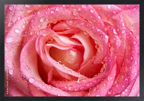 Постер Розовая роза с каплями №2 с типом исполнения На холсте в раме в багетной раме 1727.8010