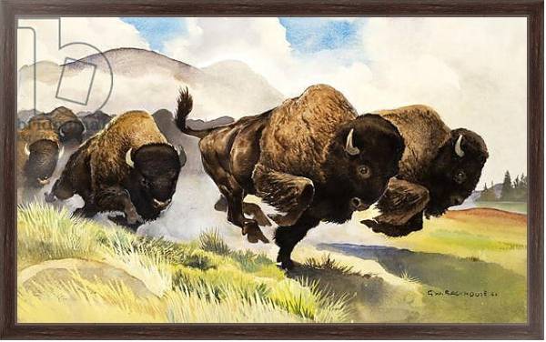 Постер These buffalo are bison, 1962 с типом исполнения На холсте в раме в багетной раме 221-02
