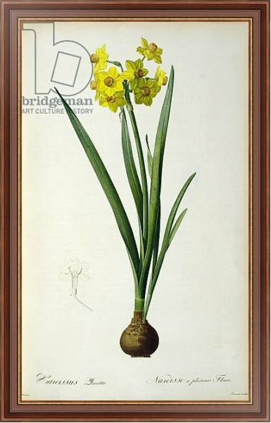 Постер Narcissus Lazetta, from `'Plantae Selectae' by Christoph Jakob Trew, published 175-53 с типом исполнения На холсте в раме в багетной раме 35-M719P-83