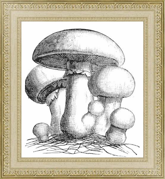 Постер Agaricus campestris or meadow mushroom engraving с типом исполнения Акварель в раме в багетной раме 484.M48.725