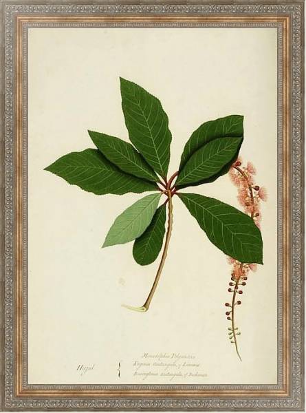 Постер Barringtonia acutangula с типом исполнения На холсте в раме в багетной раме 484.M48.310